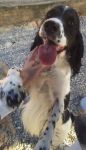 PONGO2