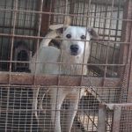 PONGO_POMPEI1