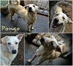 PONGO_POMPEI2