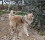 PONGO_calabria4
