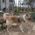 PONGO_calabria5