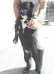 Pachito2