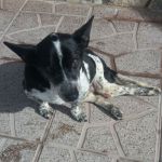 Pallino2