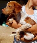 Perla