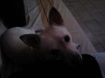 PinScher_milano1