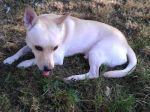 PinScher_milano2