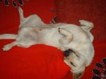 PinScher_milano3