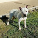 ROCCO_1_copy