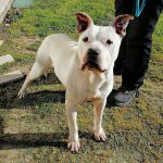 ROCCO_3_copy