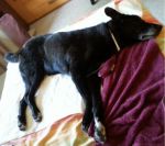 ROMEO-ADOZIONE