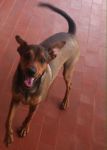 ROMEO_varese1