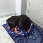 ROSY1_copy_copy