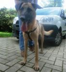 Rocco_spagna