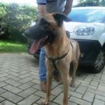 Rocco_spagna1