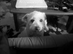 Rocco_testimonianza2