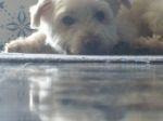 Rocco_testimonianza8