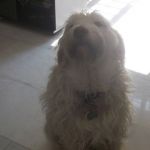 SANSONE-SMARRITO_2