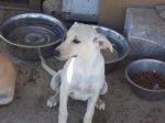 SHEEBA2