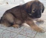 SHIRO2