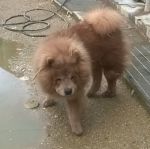 SIMBA2