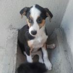 SOFIA1_copy_copy