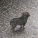 SPRUZZO1