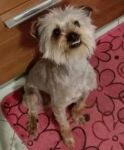 SWIFFER