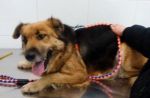 Stella_dal_veterinario