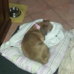 Stella_testimonianza1