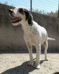 Stellina1