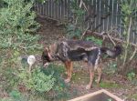 Tigre_21.12.2012_n._2