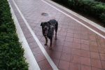 Tigre_21.12.2012_n._3