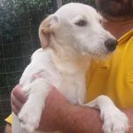 Tonino2