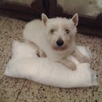Tonino_2