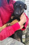 ULISSE1