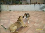 Ulisse_calabria2