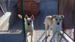 Vito_e_Agostina_121001