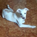 WHITE_cucciolo2