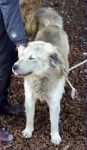 Wolf_caserta1