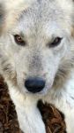 Wolf_caserta2