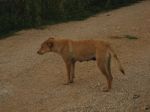 ZAMPETTA2