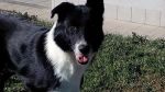 Zorro150340