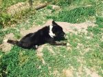 Zorro_A0018_copy