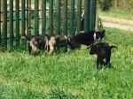 Zorro_e_gli_amici_WA0020