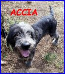 accia
