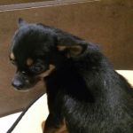 achille_CHIHUAHUA1