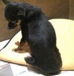 achille_CHIHUAHUA2