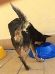 achille_CHIHUAHUA3