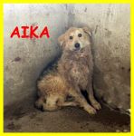 aika-zuko5