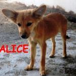 alice_ellen2